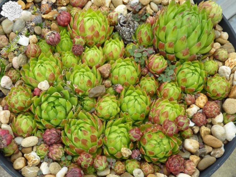 globiferum ssp. hirtum (glabrescens) from Drevenik