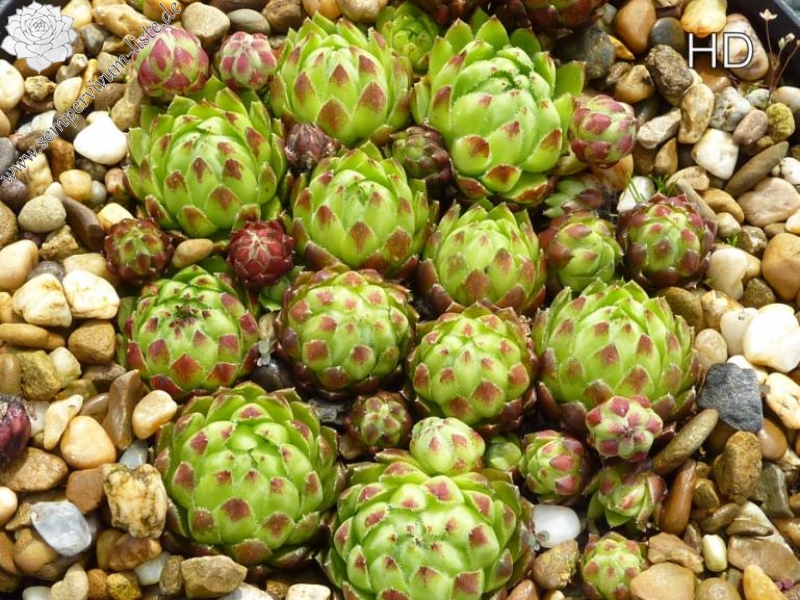 globiferum ssp. hirtum (glabrescens) from Dubovy Vrsok A