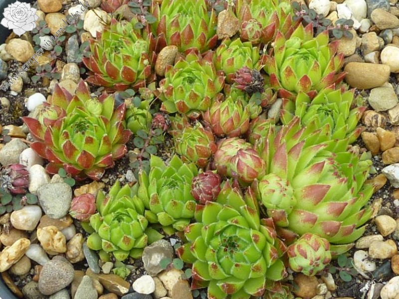 globiferum ssp. hirtum (glabrescens) from Fararova Skala