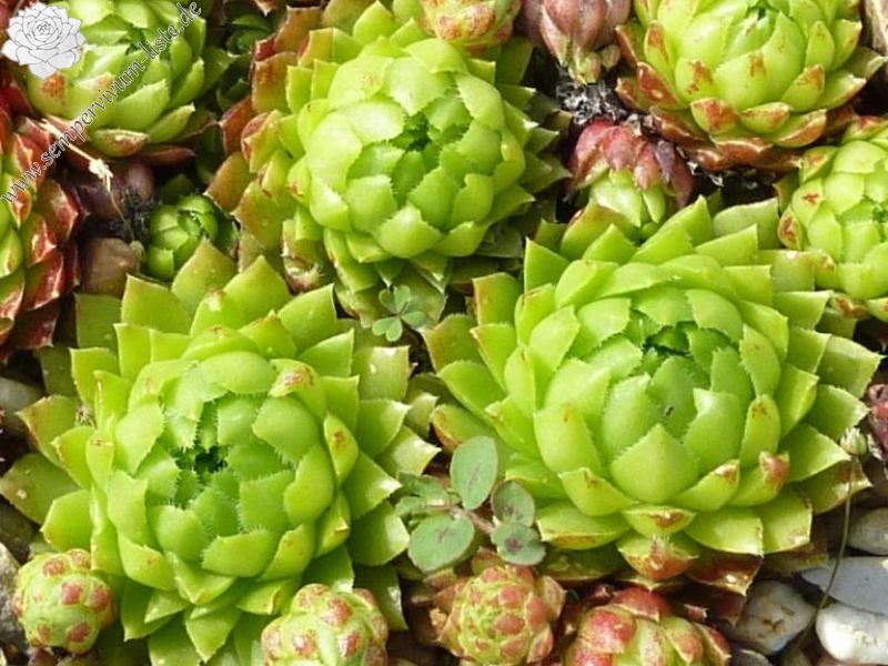 globiferum ssp. hirtum (glabrescens) from Kalvaria