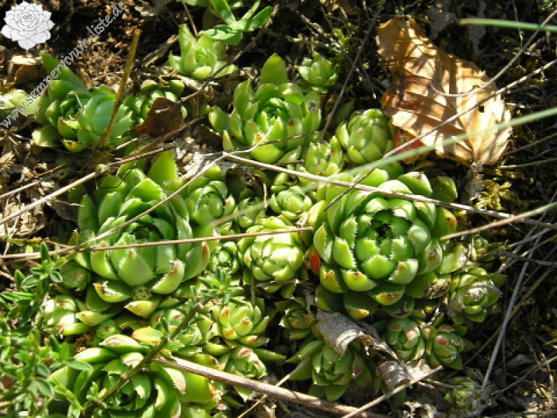 globiferum ssp. hirtum (glabrescens) from Stará Kremnička