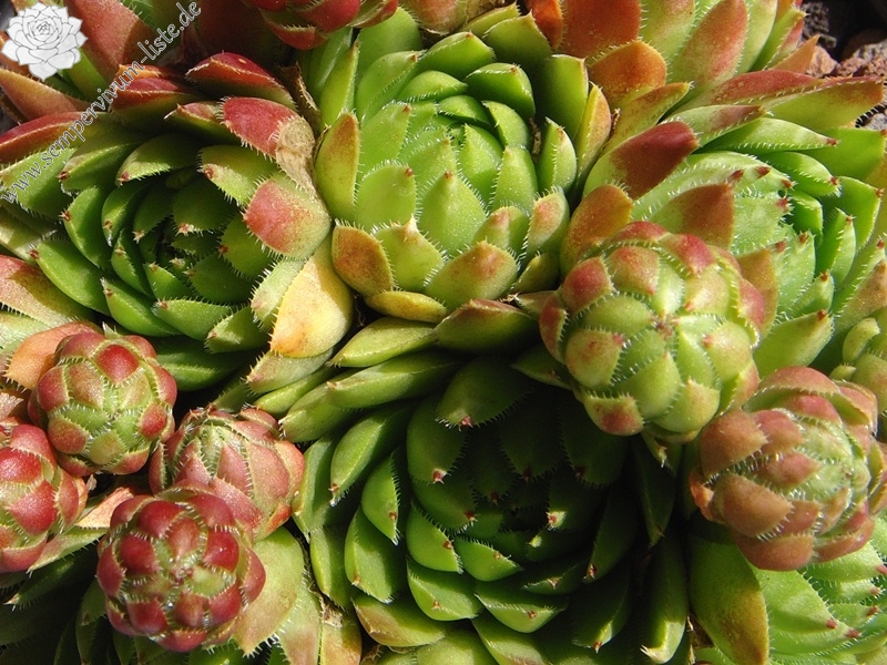 globiferum ssp. hirtum (glabrescens) from Trudovac