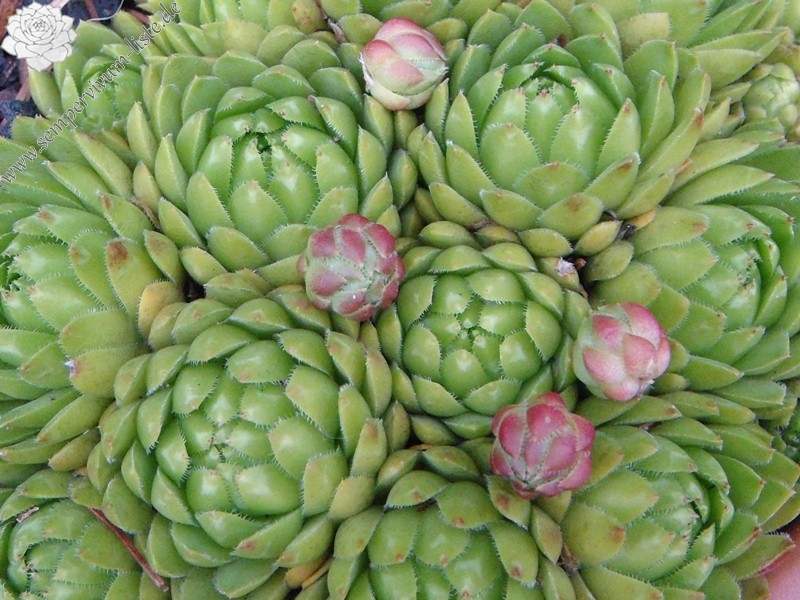 globiferum ssp. hirtum (glabrescens) from Trudovac
