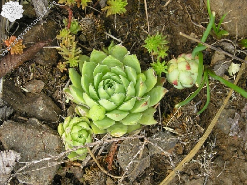 globiferum ssp. hirtum (glabrescens) from Žiar nad Hronom
