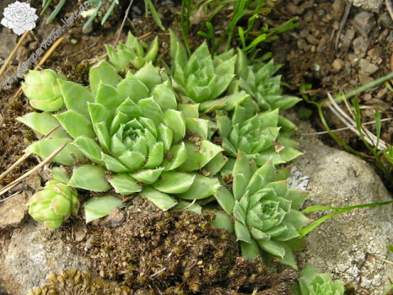 globiferum ssp. hirtum (glabrescens) from Žiar nad Hronom