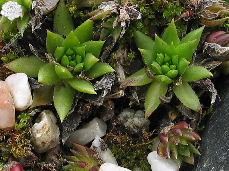 globiferum ssp. hirtum (glabrescens) from Ziar