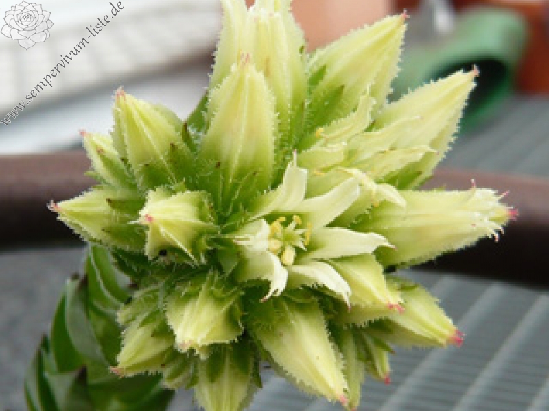 globiferum ssp. hirtum (glabrescens) from Ziar