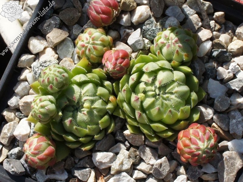 globiferum ssp. hirtum (hillebrandtii) from Gulsenberg