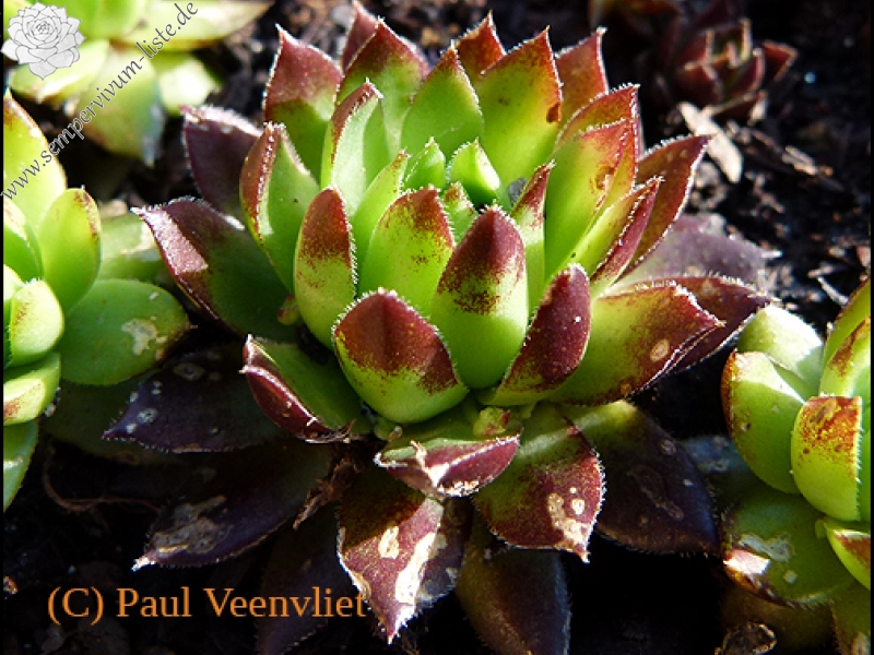 globiferum ssp. hirtum (hillebrandtii) from Gulsenberg