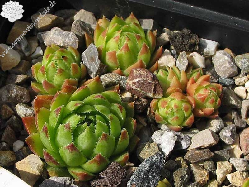 globiferum ssp. hirtum (hillebrandtii) from Gulsenberg