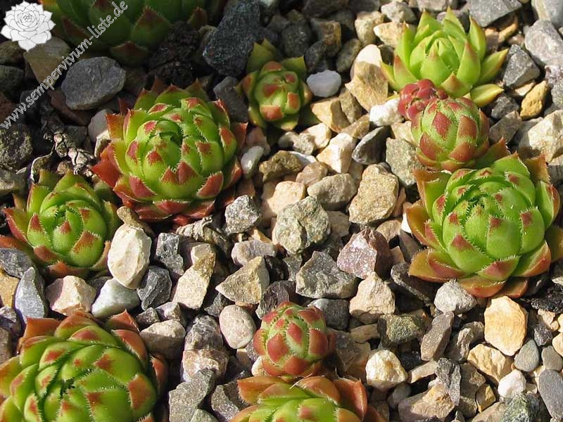 globiferum ssp. hirtum (hillebrandtii) from Gulsenberg