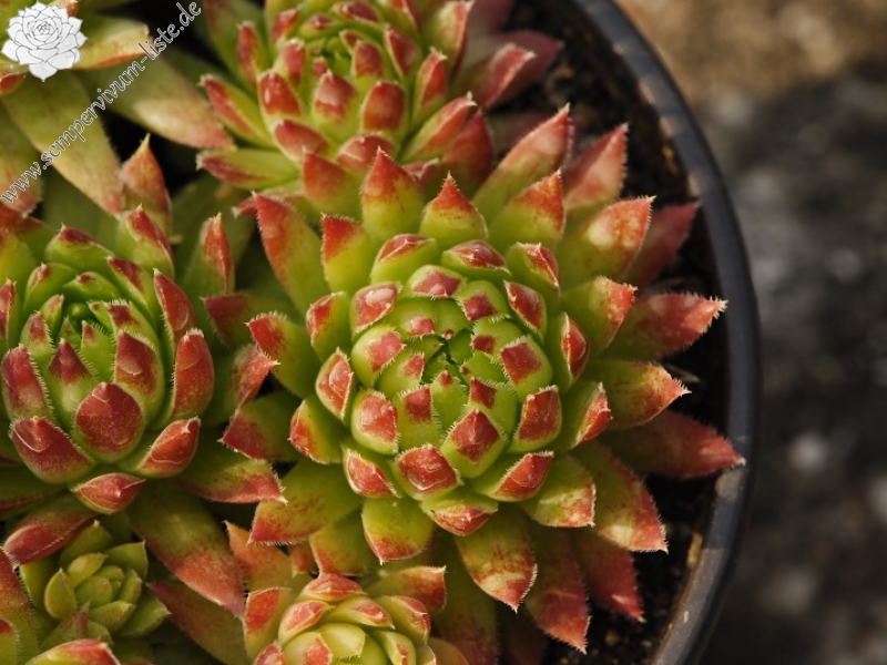 globiferum ssp. hirtum (hirtum) from Beran a Rorejsi