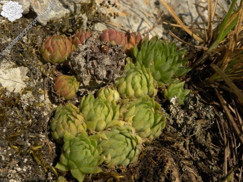 globiferum ssp. hirtum (hirtum) from Beran a Rorejsi