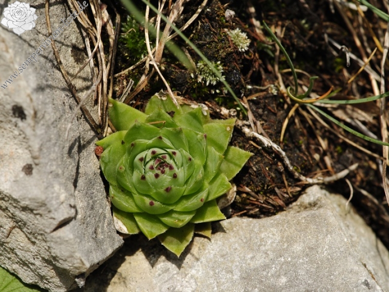 globiferum ssp. hirtum (hirtum) from Kyseľ, Abhang