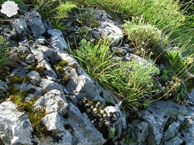 globiferum ssp. hirtum (hirtum) from Poludnica