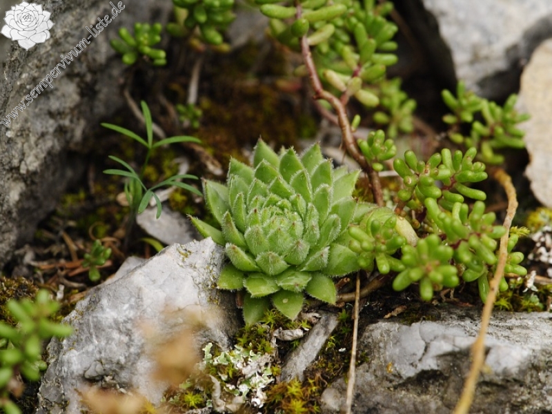 globiferum ssp. hirtum (hirtum) from Stratená, unter dem Dorf