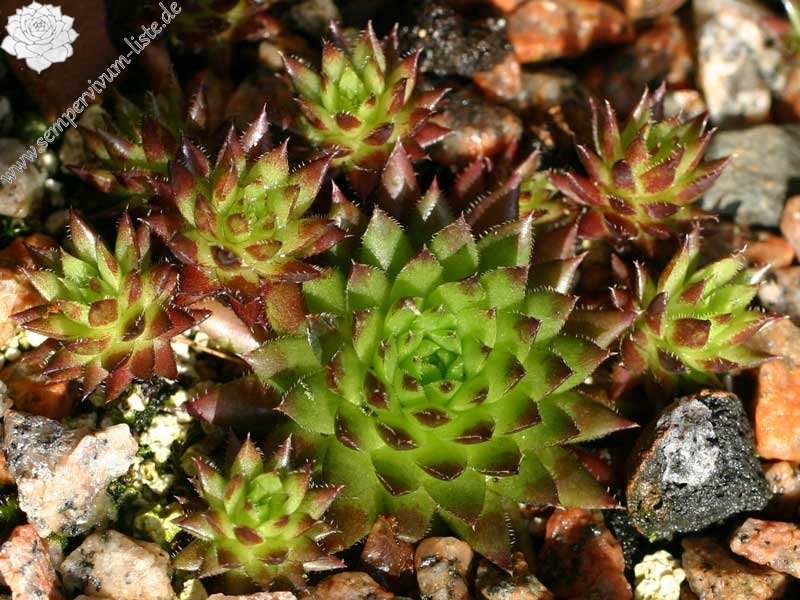 globiferum ssp. hirtum (preissianum) from Belaer Tatra