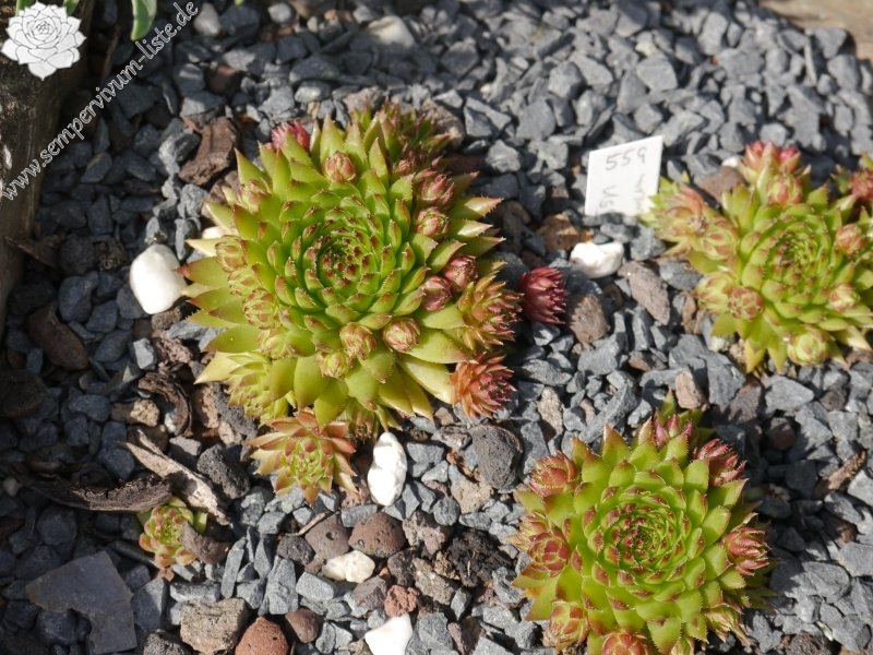 globiferum ssp. hirtum (preissianum) from Belaer Tatra