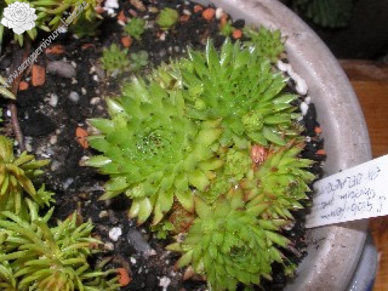 globiferum ssp. hirtum (preissianum) from Belaer Tatra