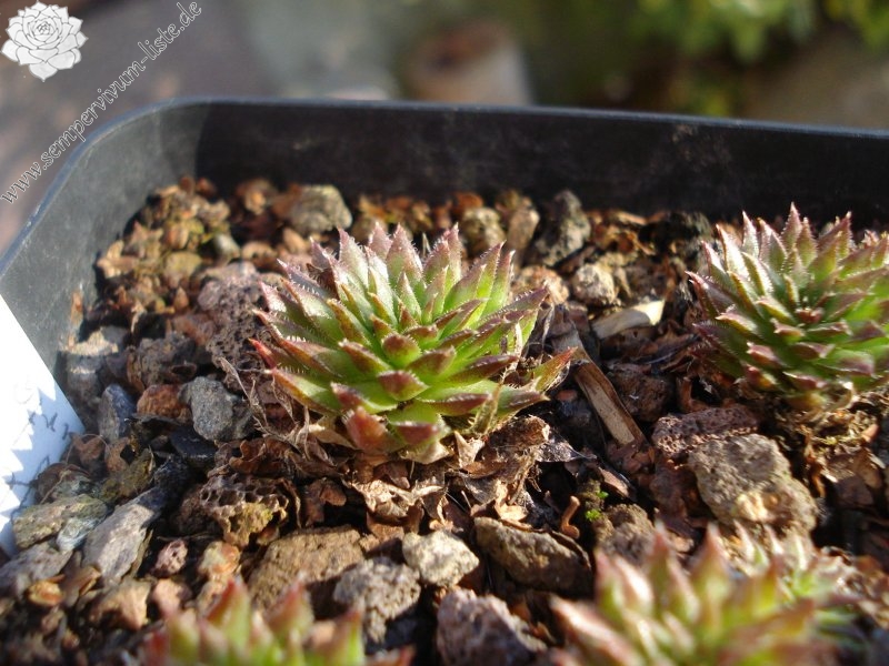 globiferum ssp. hirtum (preissianum) from Belaer Tatra