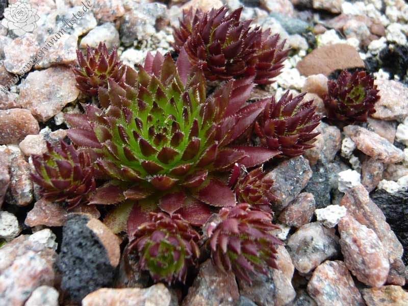globiferum ssp. hirtum (preissianum) from Belaer Tatra