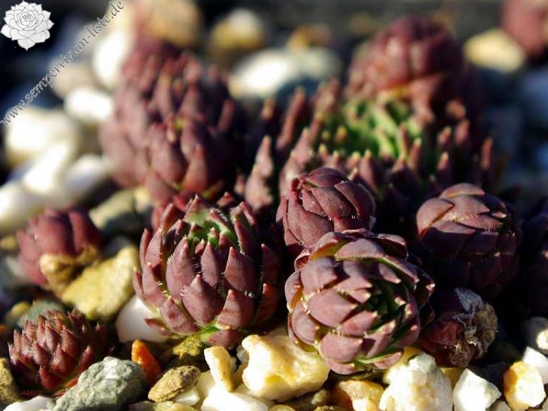 globiferum ssp. hirtum (preissianum) from Belaer Tatra