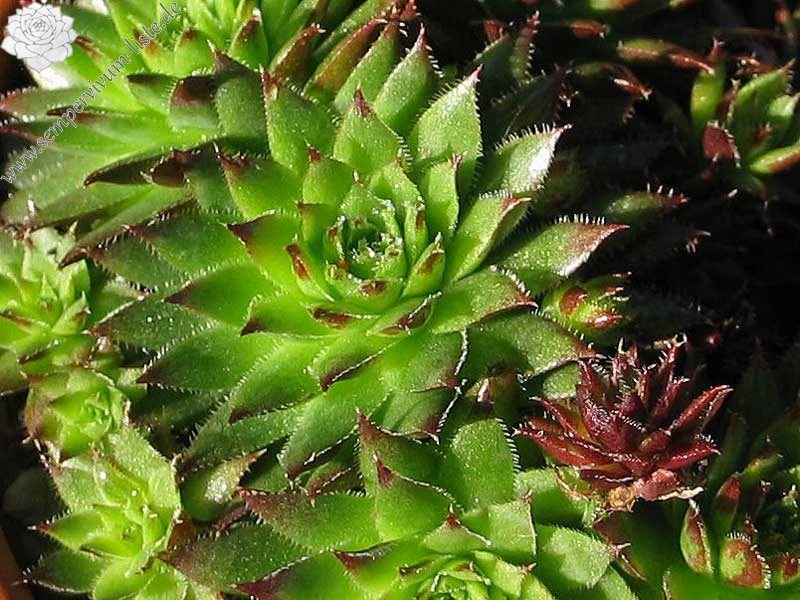 globiferum ssp. hirtum (preissianum) from Belaer Tatra