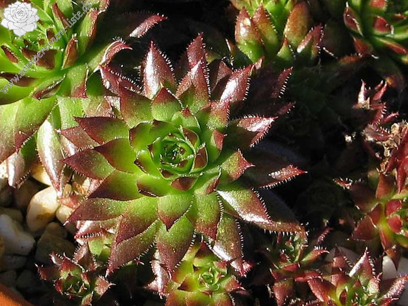 globiferum ssp. hirtum (preissianum) from Belaer Tatra