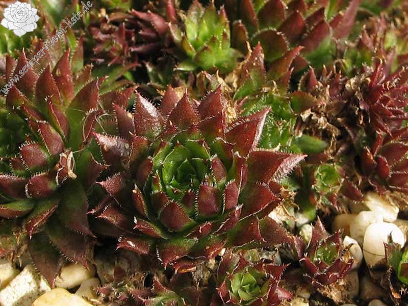 globiferum ssp. hirtum (preissianum) from Belaer Tatra