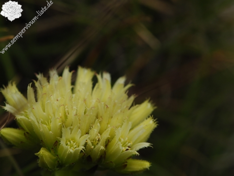 globiferum ssp. hirtum (preissianum) from Bielé skaly, Sattel Vráta