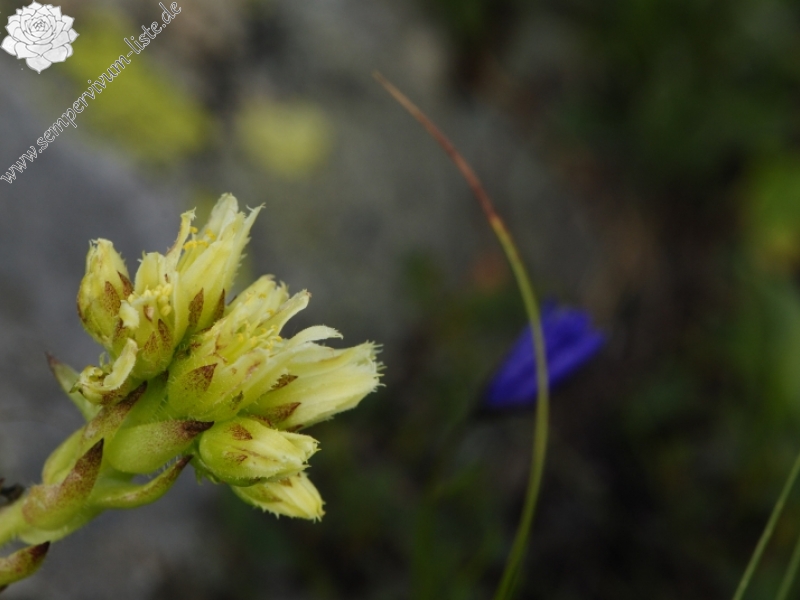 globiferum ssp. hirtum (preissianum) from Jarzabczy Wierch, NO Abhang