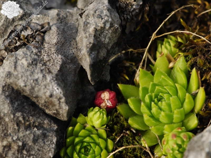 globiferum ssp. hirtum (preissianum) from Javorina