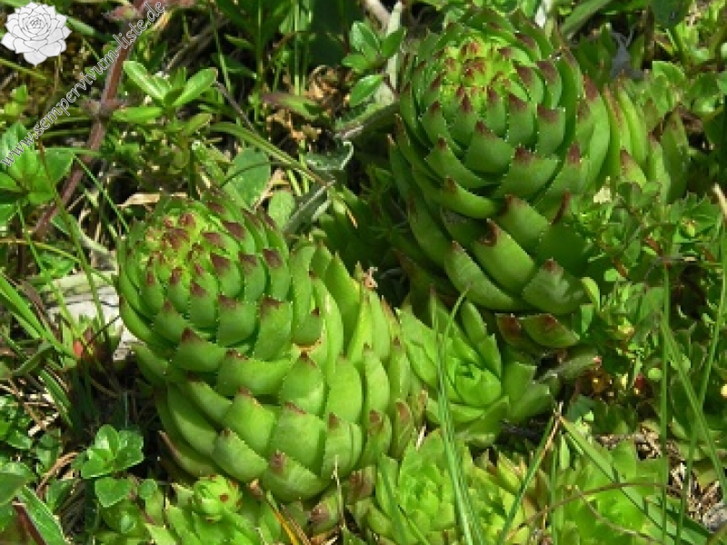 globiferum ssp. hirtum (preissianum) from Koniarky