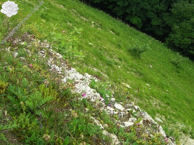 globiferum ssp. hirtum (preissianum) from Kozí Chrbát