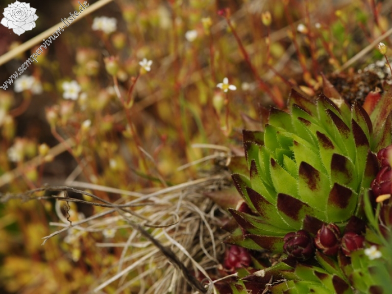 globiferum ssp. hirtum (preissianum) from Sivý kameň