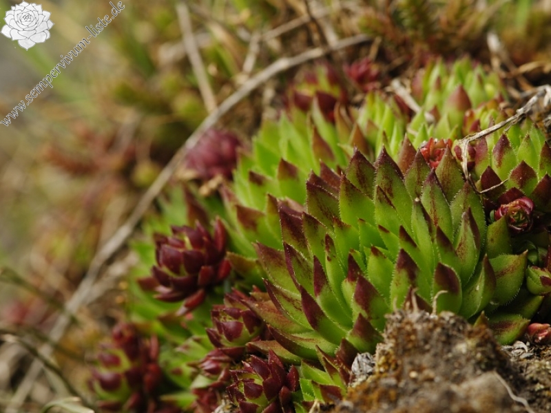 globiferum ssp. hirtum (preissianum) from Sivý kameň