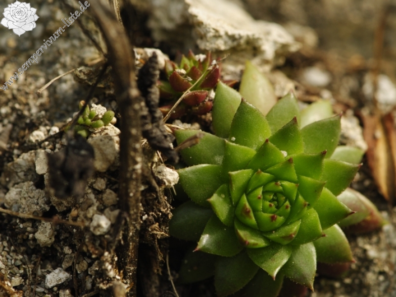 globiferum ssp. hirtum (preissianum) from Starý hrad