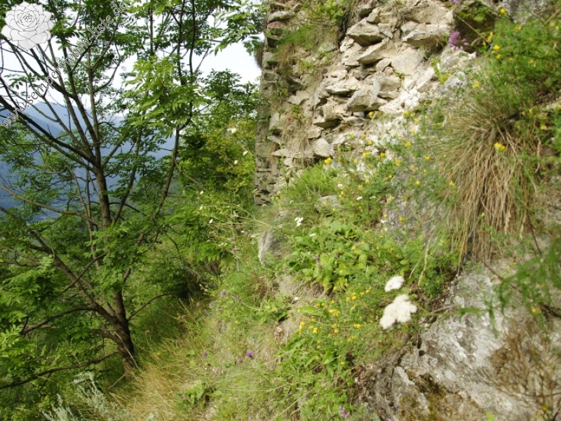 globiferum ssp. hirtum (preissianum) from Starý hrad