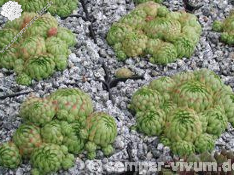 globiferum ssp. allionii from Gorges sup. du Cians