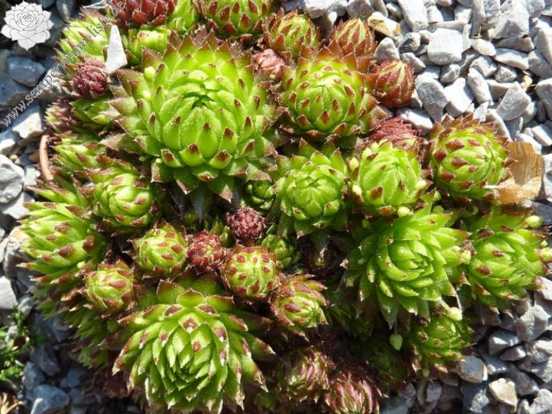 globiferum ssp. allionii from Gorges sup. du Cians