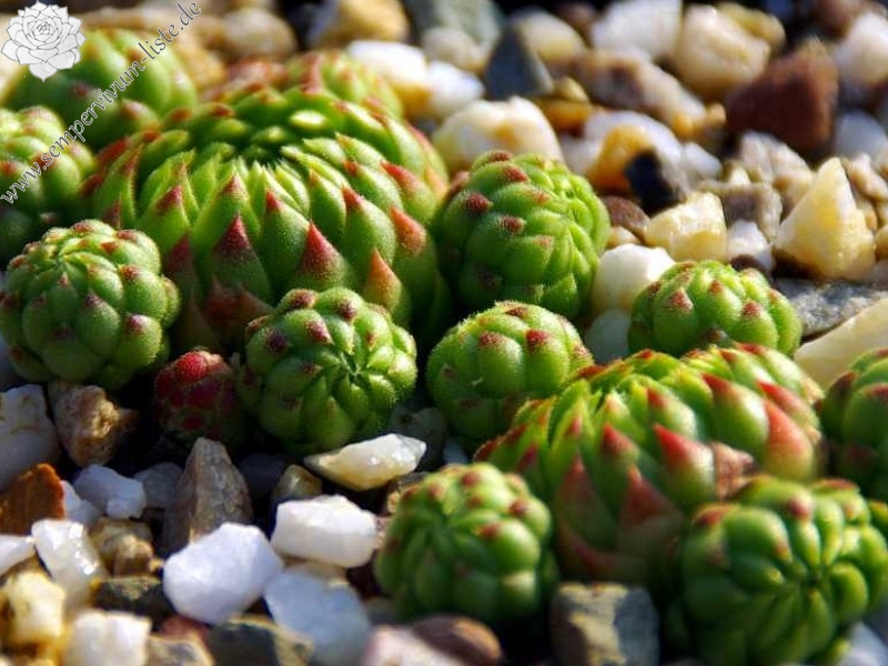 globiferum ssp. allionii from Gorges sup. du Cians