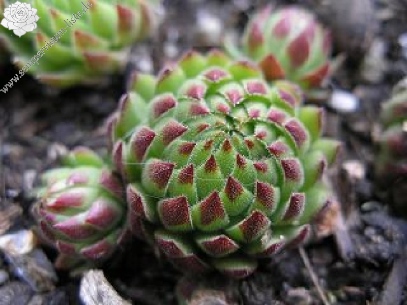 globiferum ssp. allionii from Gorges sup. du Cians