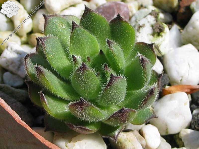 caucasicum (gracile)