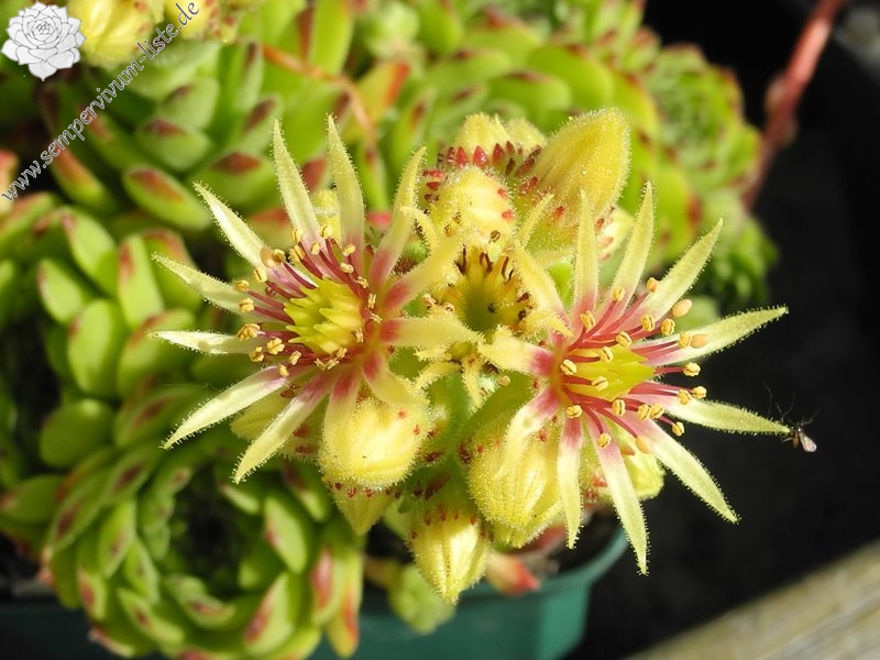 grandiflorum from Valle Locana (Typ PH 1175)