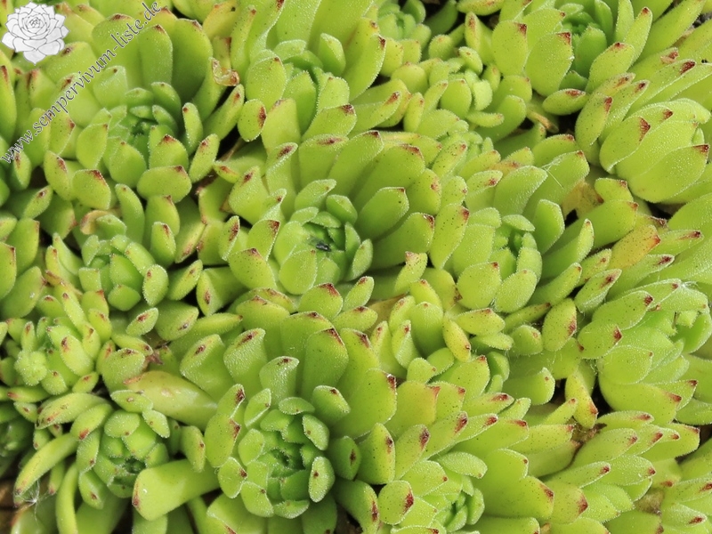 grandiflorum from Valle Quarazza (Typ B, PH966)