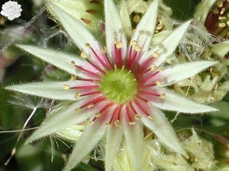 grandiflorum from Lillaz