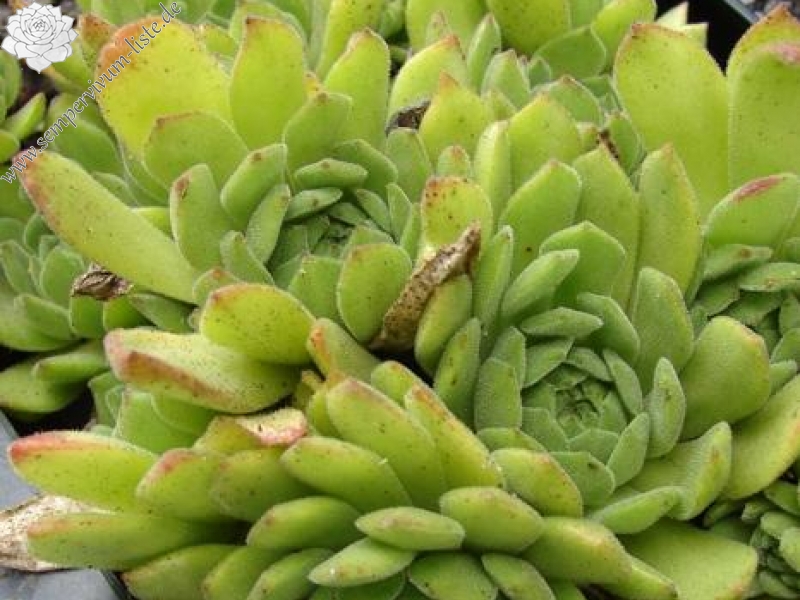 grandiflorum "large type"