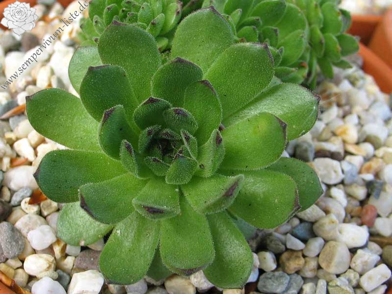 grandiflorum from Valle Locana (Typ PH 1175)