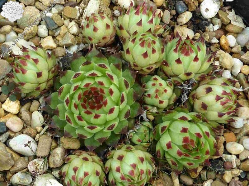 calcareum from Grasse