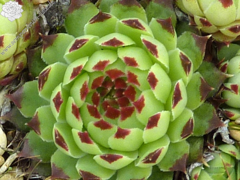 calcareum from Grasse